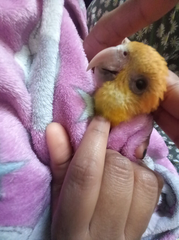 Super tamed caique