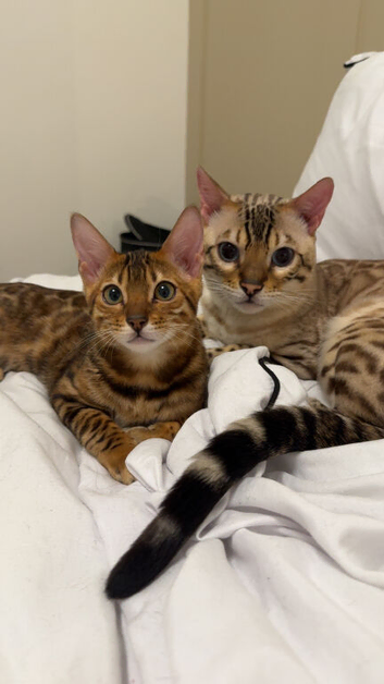 Bengal Kittens Incoming