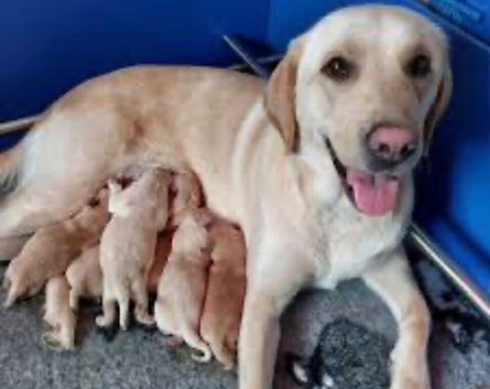 6 beautiful labradors