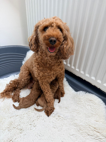 KC gorgeous red mini poodle 5 gen pedigree