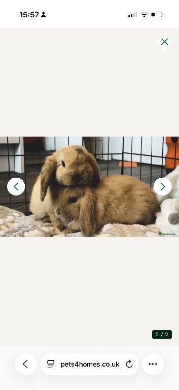 Male lop boys