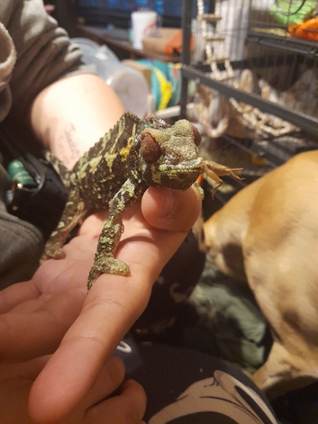 Chameleon and cage
