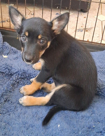 Kelpie cross puppies 8, 4 available.