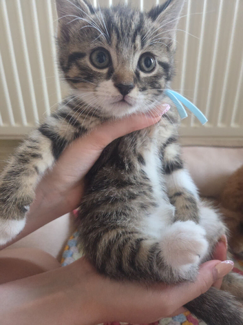 Tabby / black and white kittens