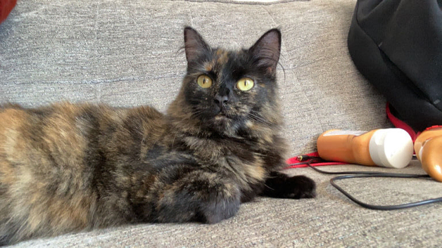 1 fluffy cats for rehoming