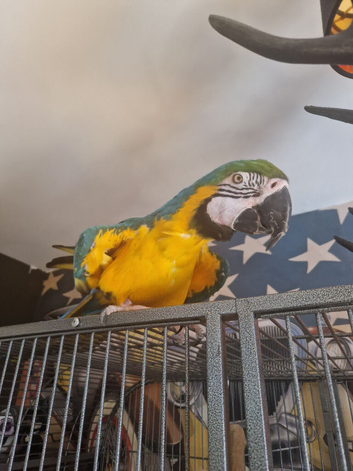 Female blue and gold macaw for sale