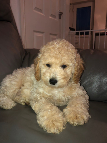 Purebred mini poodles ready for their forever homes
