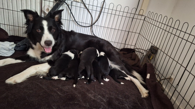 border collie puppies