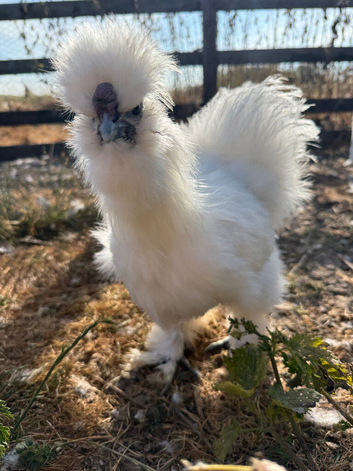 4 beautiful Silkie Cockrels