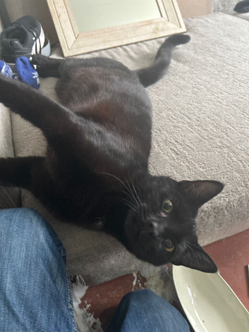 2 cats