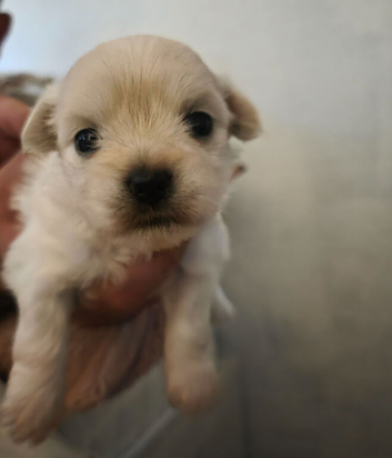 Malchipoo Puppies 3 Females