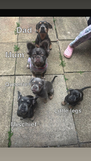 Meet The Rainbow Litter