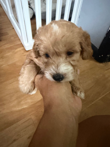 Cockapoo boys