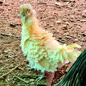 Polish chickens Padovana chickens frizzled smooth Hatching Eggs