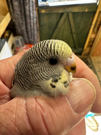 Baby budgies