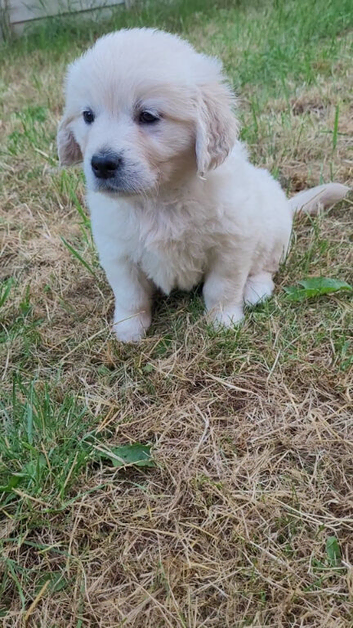 Snowy white retriever puppies