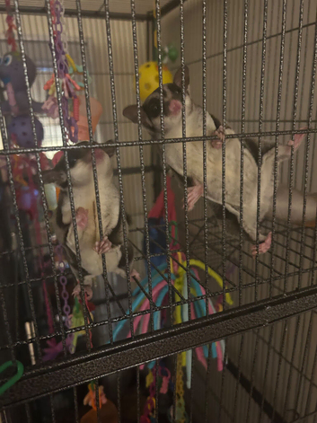 Male and female sugar gliders for sale