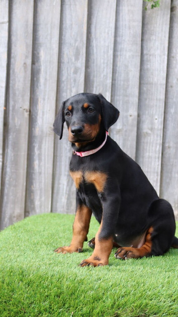 Quality European Doberman  - 1 Remaining Female