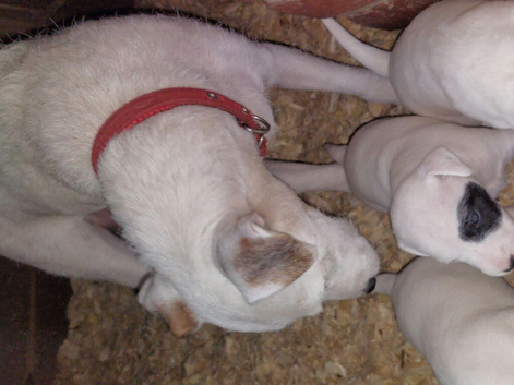 Fell terrier x bedlington whippet