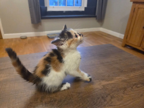 2 female tortoise shell kittens