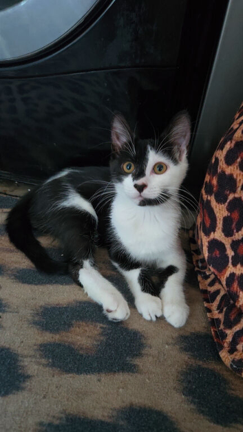 12 week old kitten female