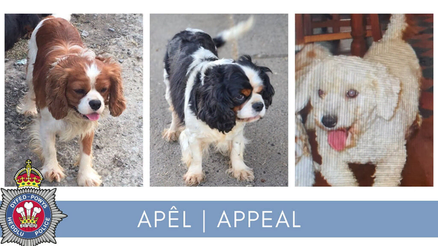 Stolen dogs