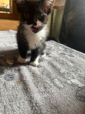 Female kitten