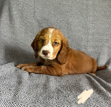 Stunning Extensive health tested cocker spaniel puppies