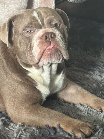 English bulldog