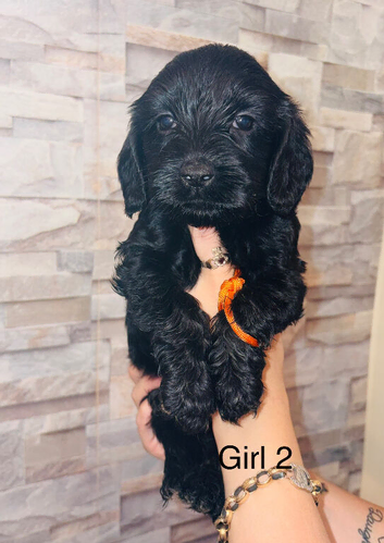 Adorable cockapoo puppies