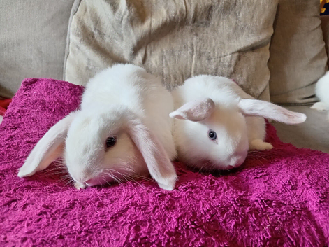 8wk old bew mini lops