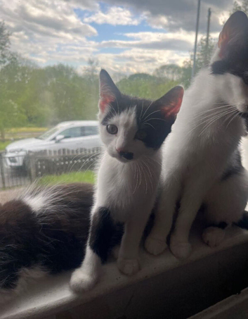 My son is allergic Tuxedo kittens for sale need gone asap