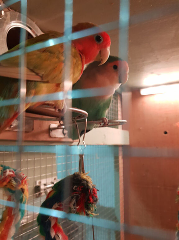 Pair of bonded love birds