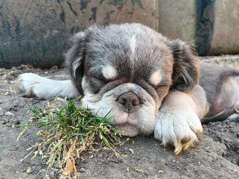 Characterful fluffy Frenchie boy Michiko seeking his soulmate..