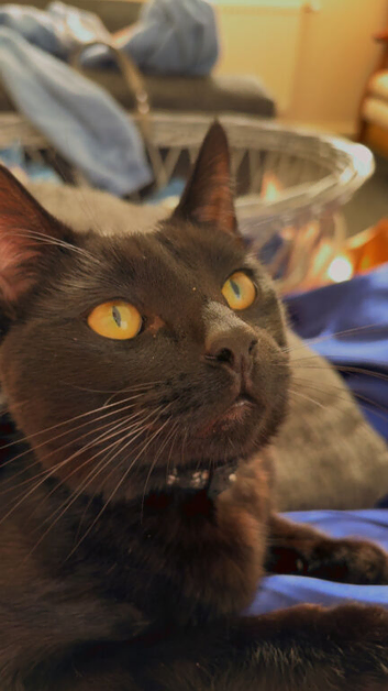 Male black cat 2 years old