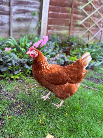 5 Brown Laying Hens for Sale