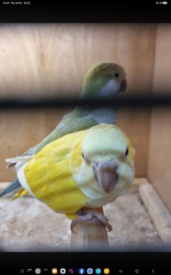 Monk parakeet ( quakers ) pair. 2 PAIRS AVAILABLE
