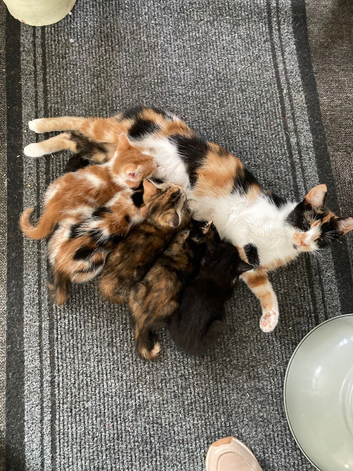 OUR LITTLE CHARACTERS ARE LOOKING FOR THEIR FOREVER HOMES!