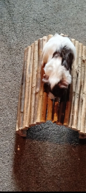 Guinea pigs