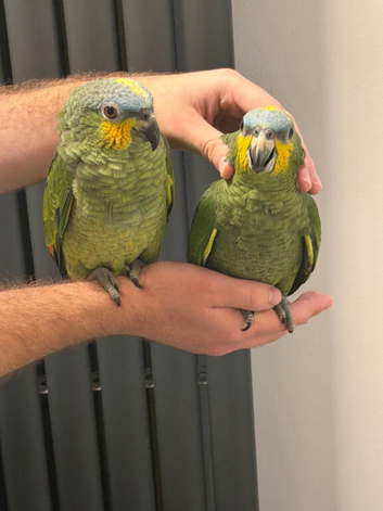 Tame handreard orange -winged Amazon