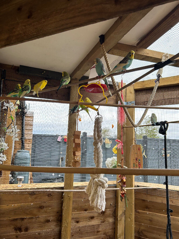 Baby Budgies