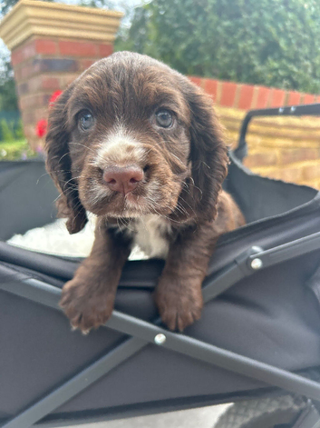 One stunning chocolate girl available