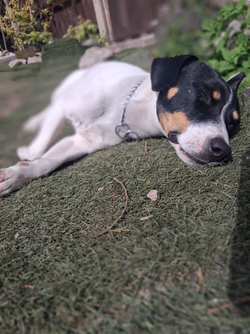 Rehoming: Jack Russell, 1 Year Old &ndash; Experienced Home Needed