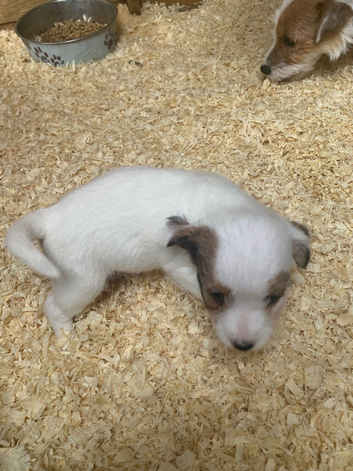 Jack Russell terrier puppies for sale