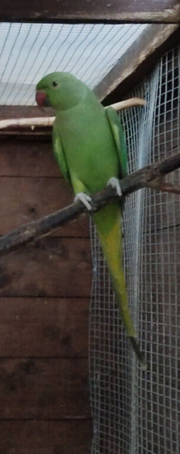 Ringneck
