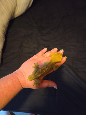 Male crested gecko