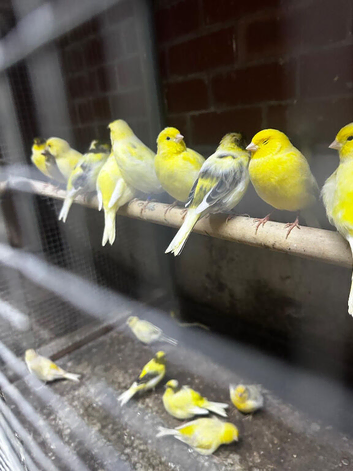 Canaries for sale