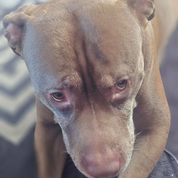 Loki Staffy cross