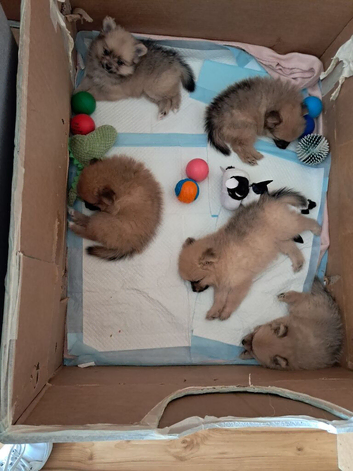 Pomeranian