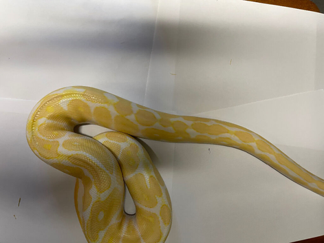 Yellow boa